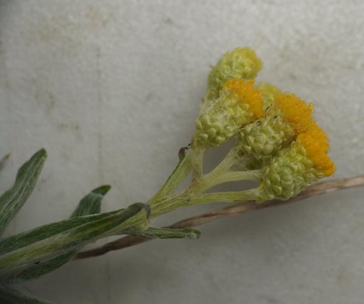 Gul Evighedsblomst (Helichrysum arenarium)