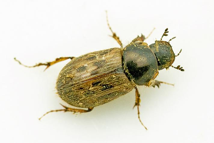 Sandhåret Møgbille (Aphodius contaminatus)