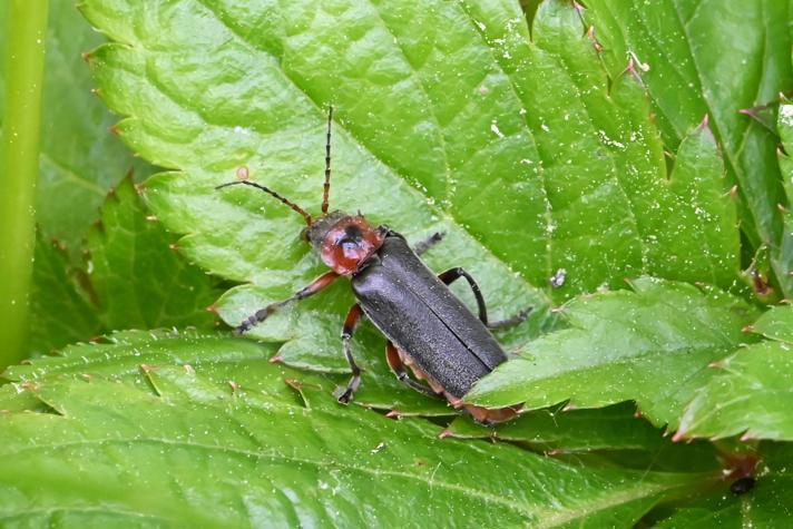 Cantharis rustica