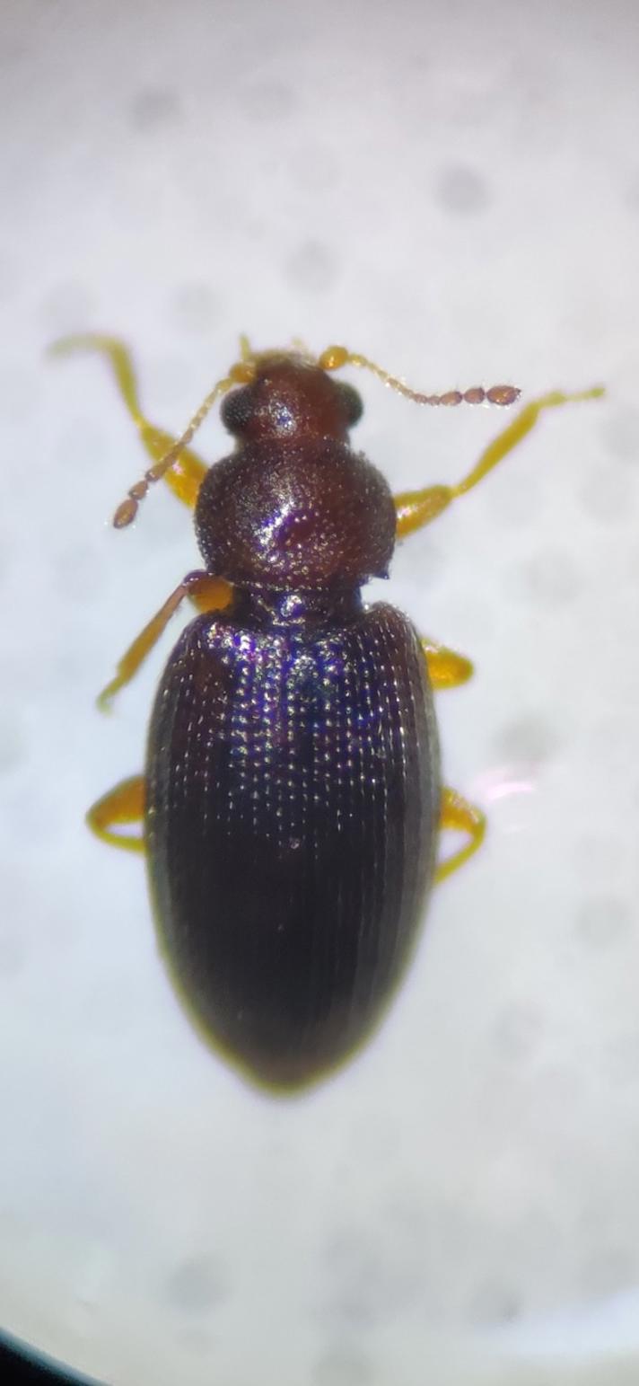 Corticarina minuta