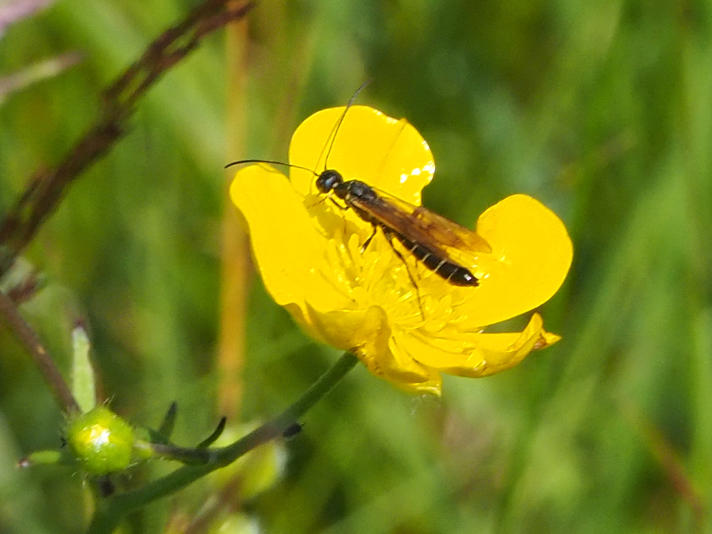 Calameuta filiformis