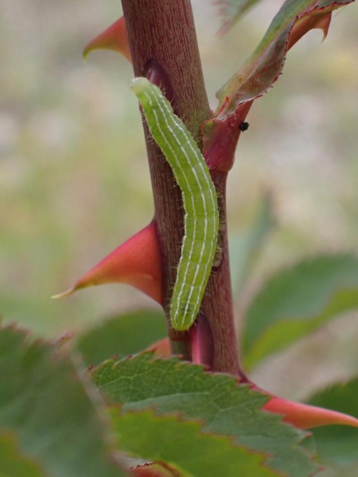 Blyantsugle (Amphipyra tragopoginis)
