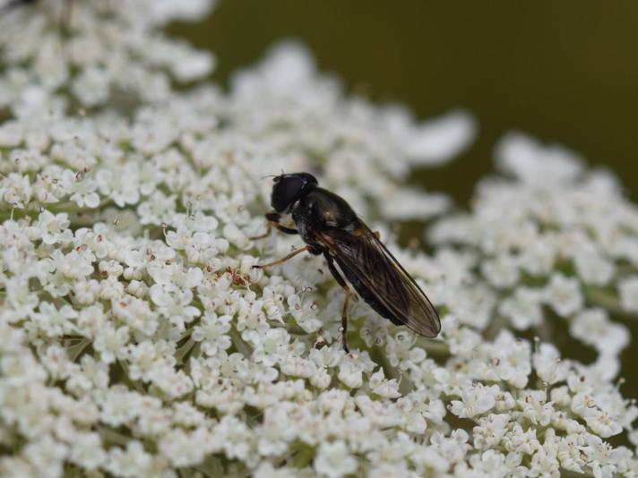 Rørhat-Urtesvirreflue (Cheilosia scutellata)
