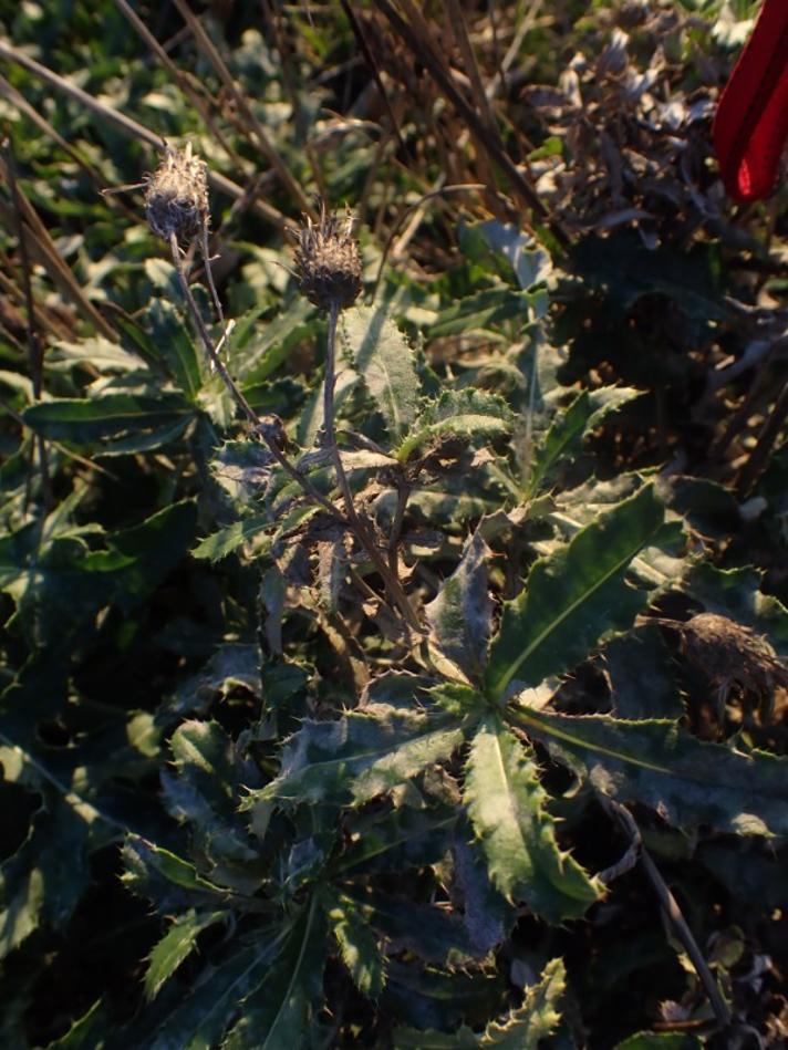 Ager-Tidsel (Cirsium arvense)