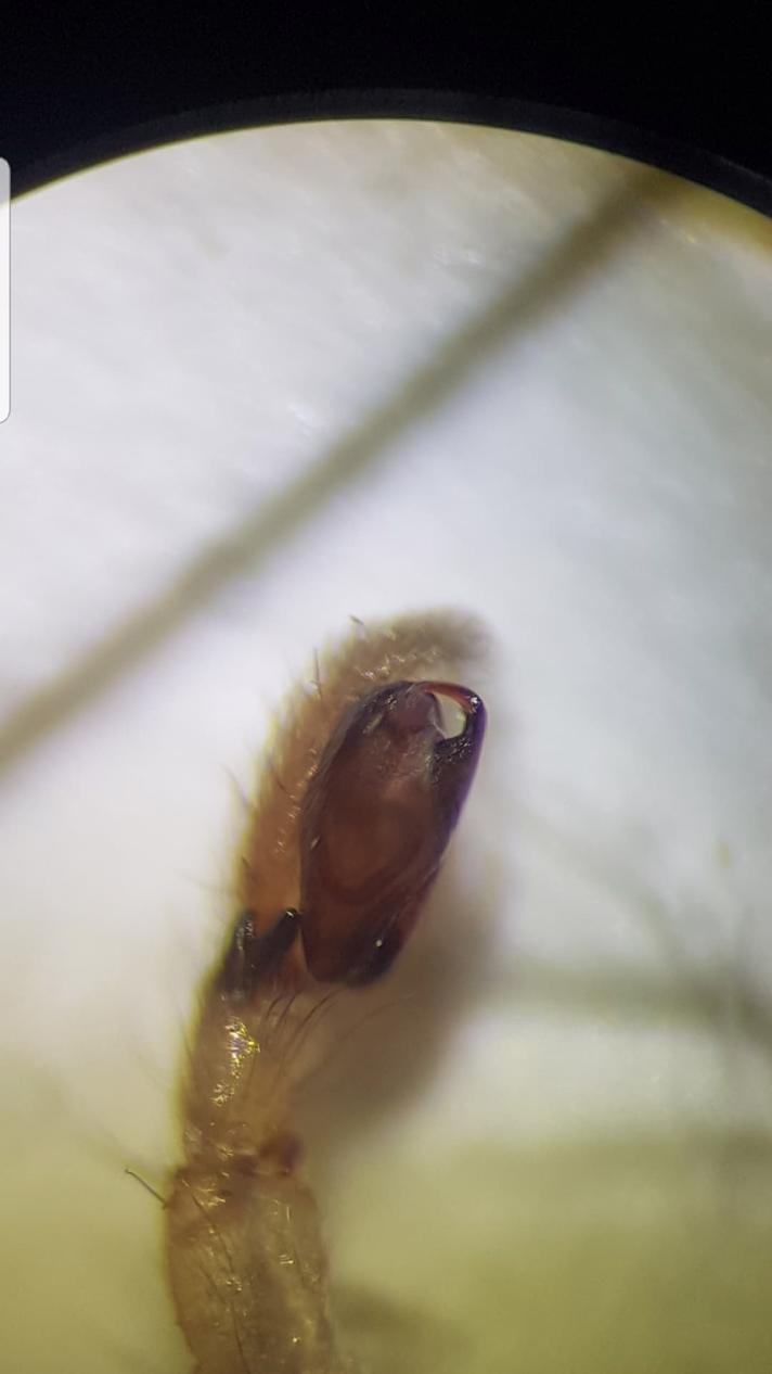 Tagrørssækspinder (Clubiona phragmitis)