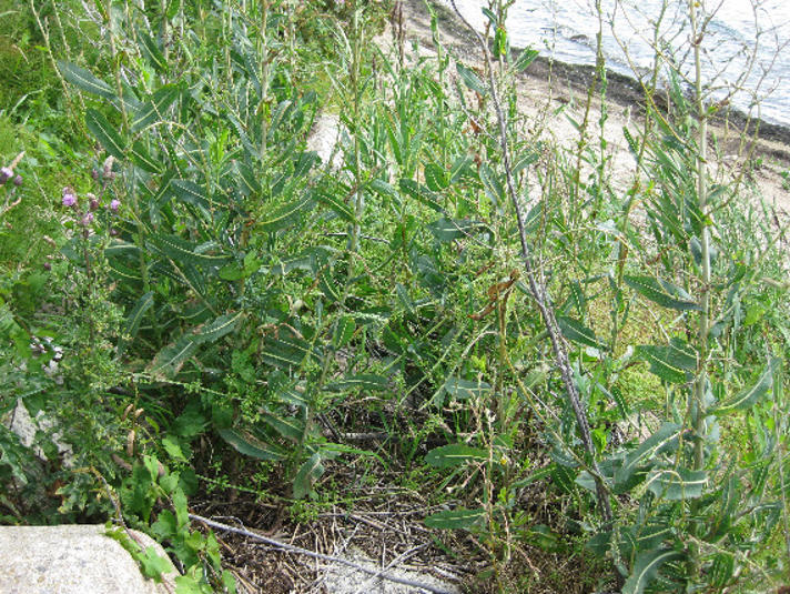 Tornet Salat (f. integrifolia)