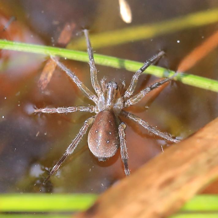 Piratula sp.