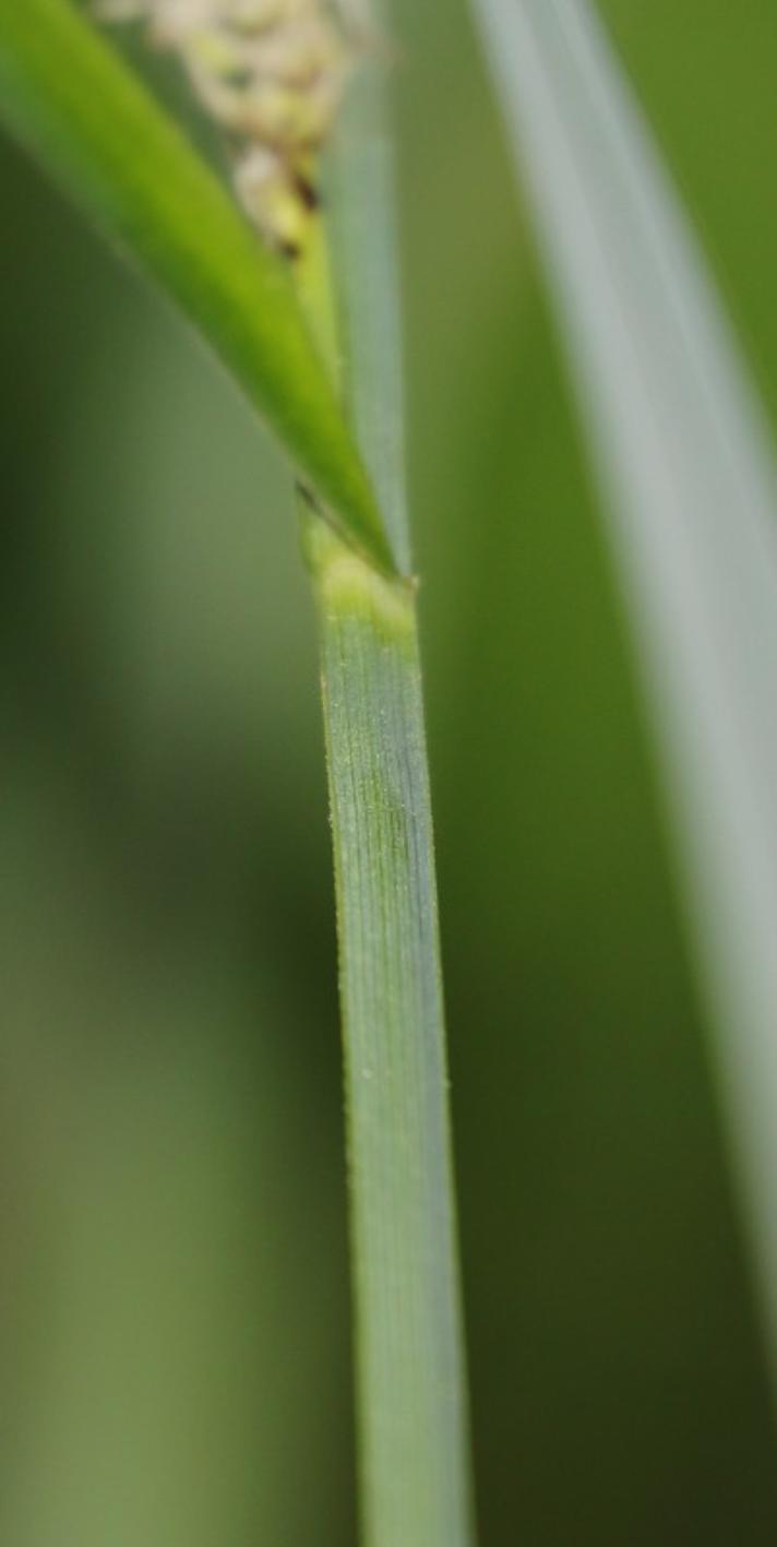 Kær-Star (Carex acutiformis)