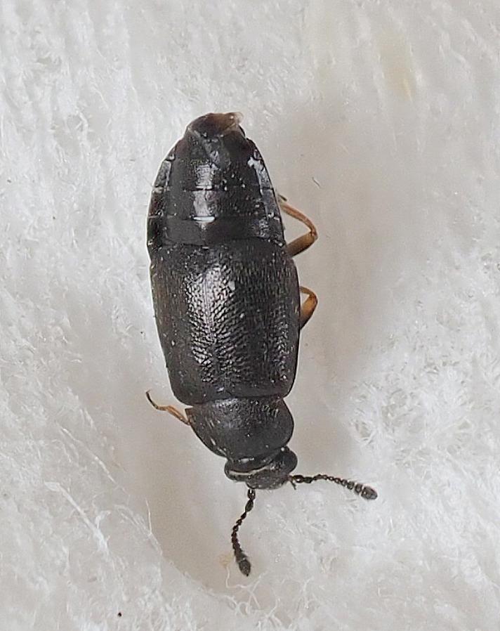 Proteinus ovalis