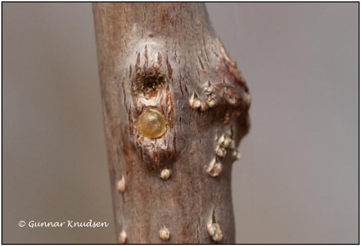 Gylden Egeskjoldlus (Asterodiaspis variolosa)