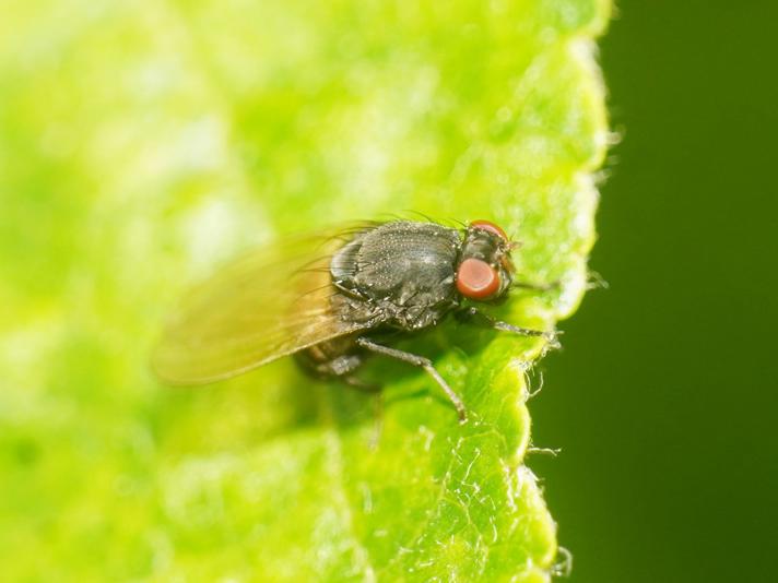 Minettia longipennis