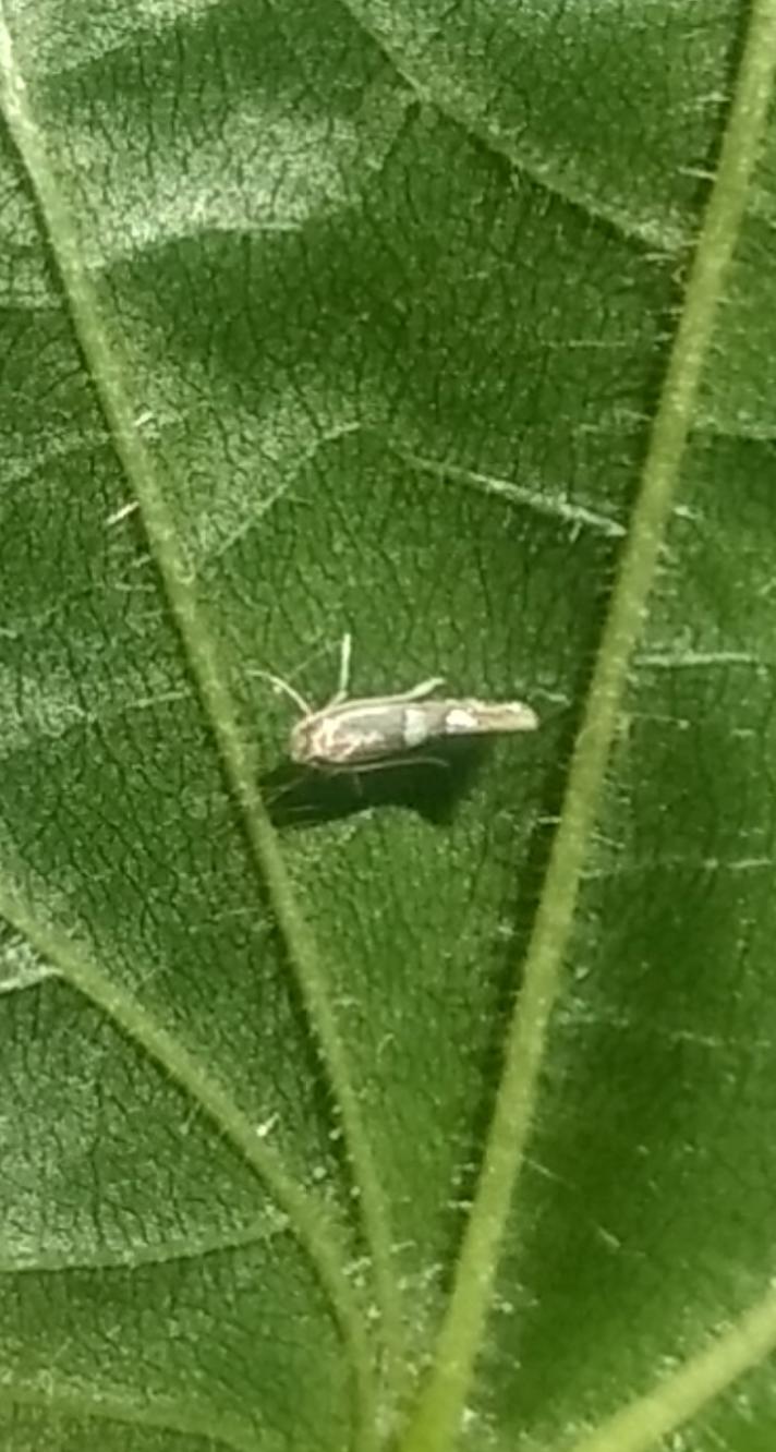 Phyllonorycter sp.