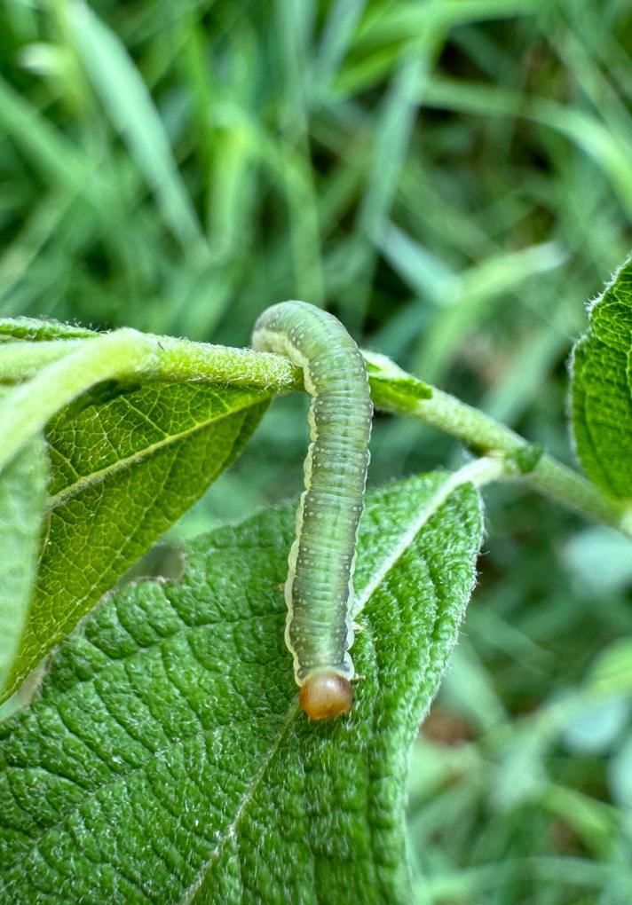 Amauronematus longiserra