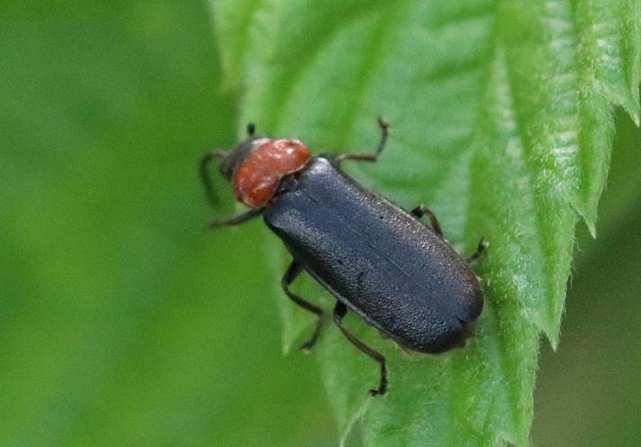 Crudosilis ruficollis