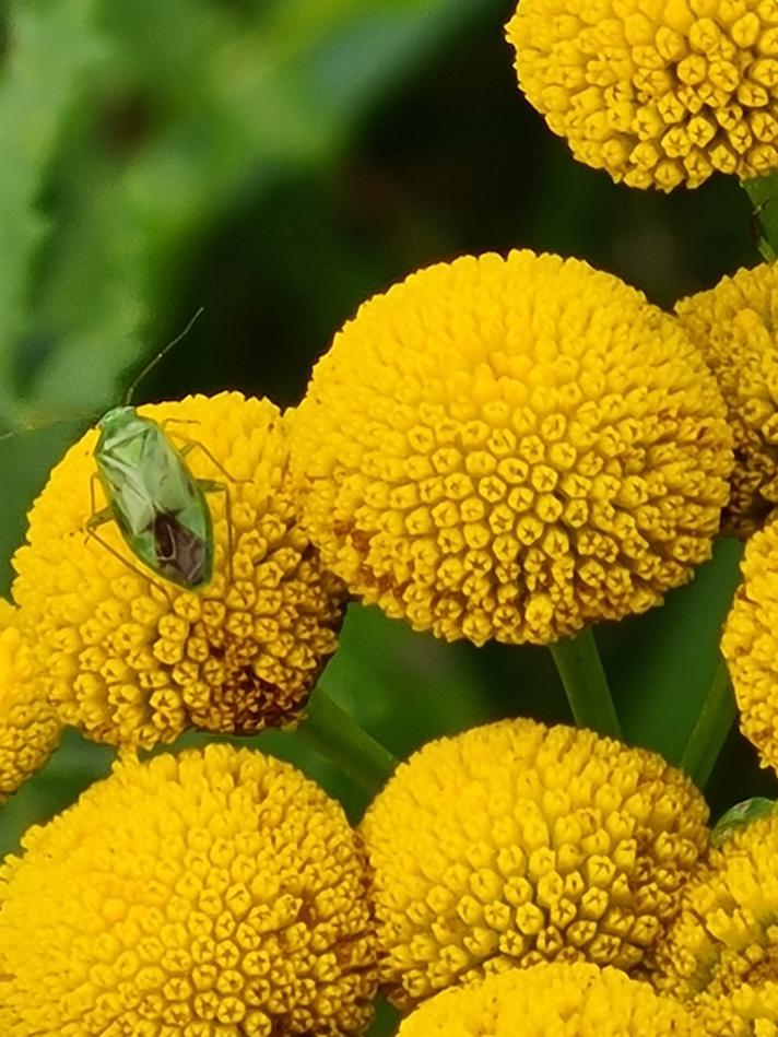 Sorttornet Blomstertæge 