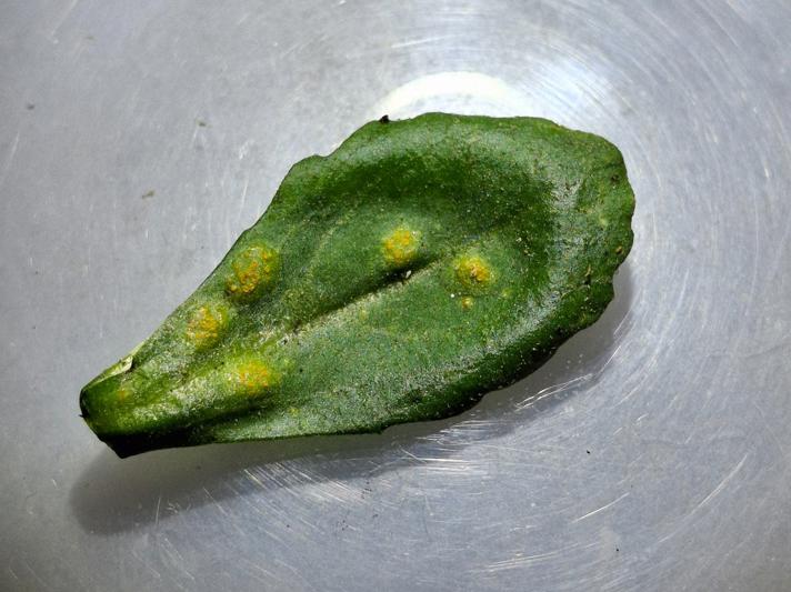 Puccinia obscura