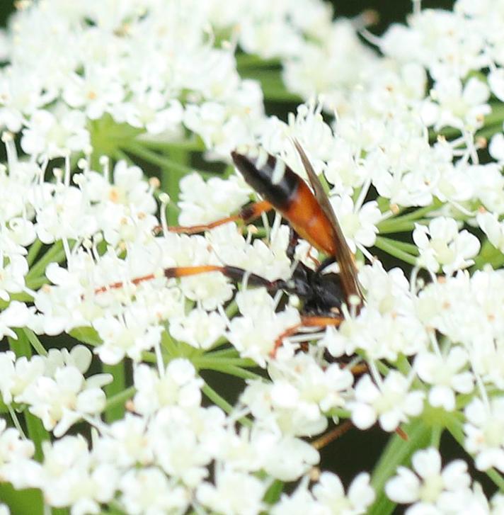 Spilichneumon johansoni