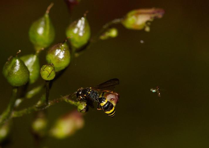 Ancistrocerus sp.