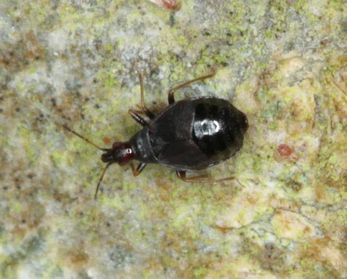 Loricula pselaphiformis