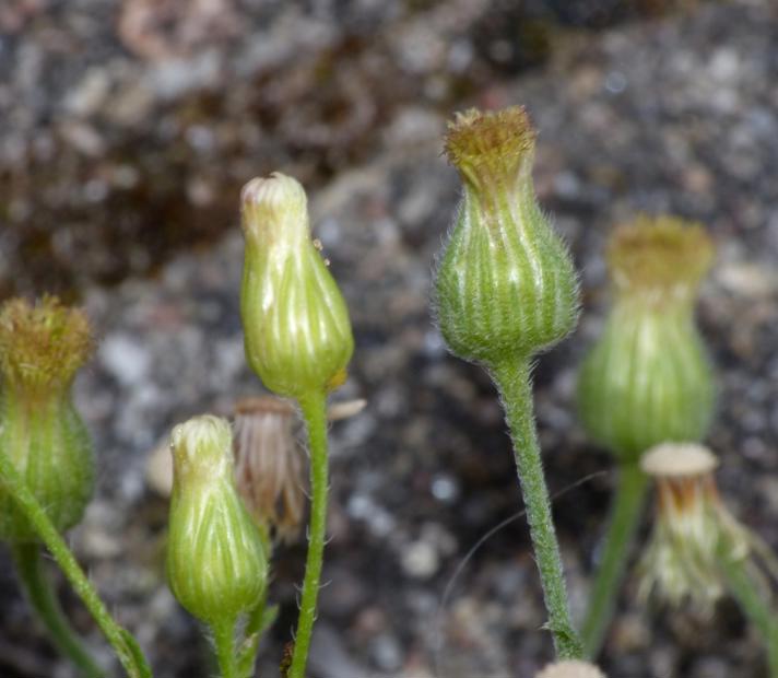 Erigeron sumatrensis