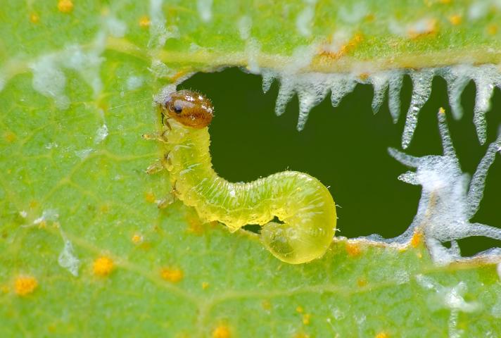 Stauronematus platycerus