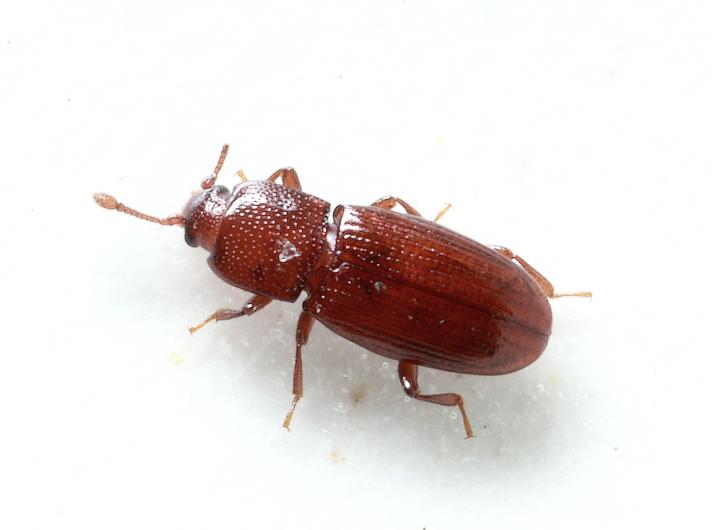 Cerylon sp.