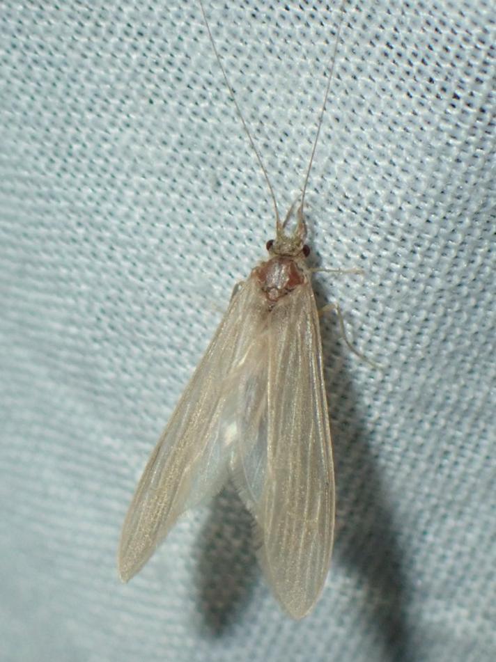 Oecetis ochracea (Oecetis ochracea)