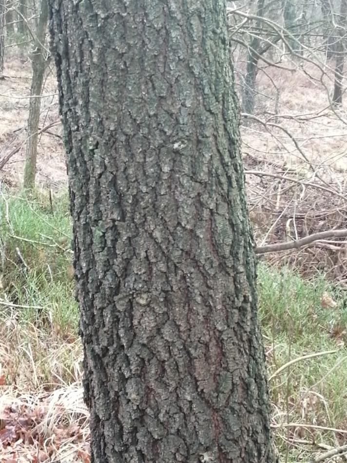 Almindelig Klit-Fyr (Pinus contorta ssp. contorta var. contorta)