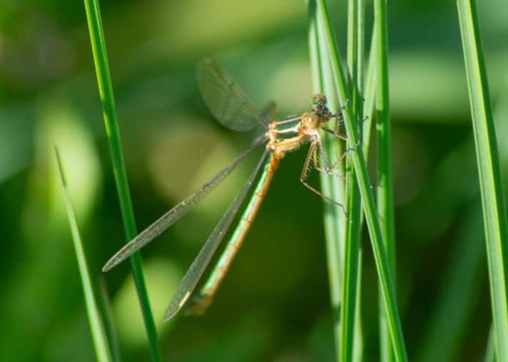 Kobbervandnymfe sp.