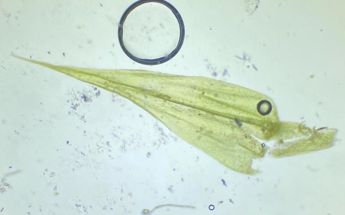 Gul Krumkapsel (Camptothecium lutescens)