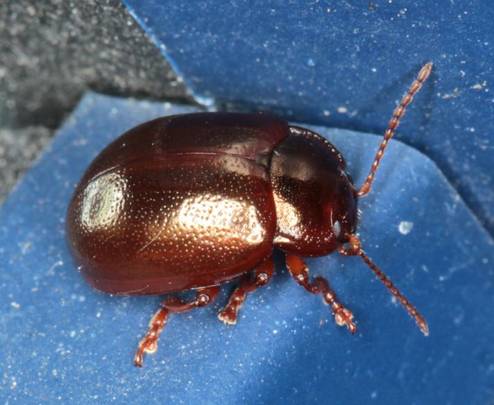 Chrysolina staphylaea