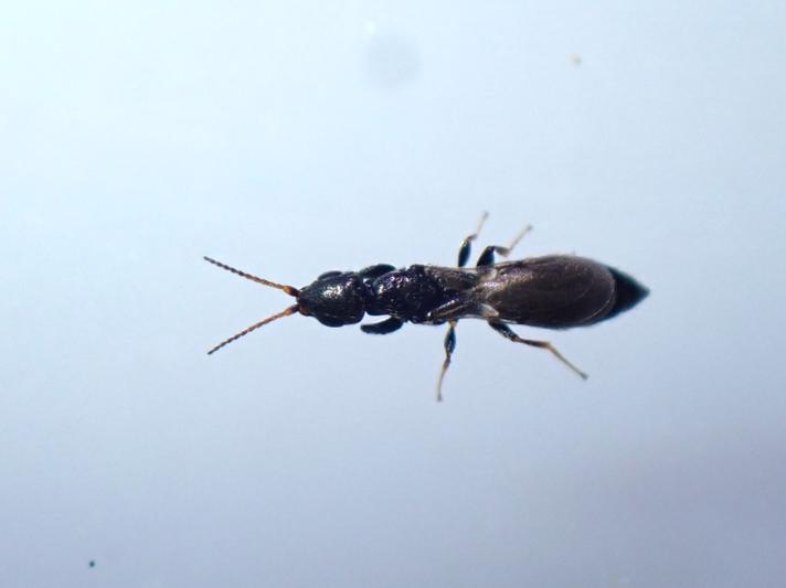 Bethylidae sp. (Bethylidae sp.)