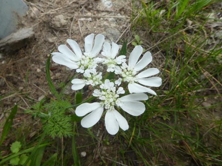 Blomsterkørvel