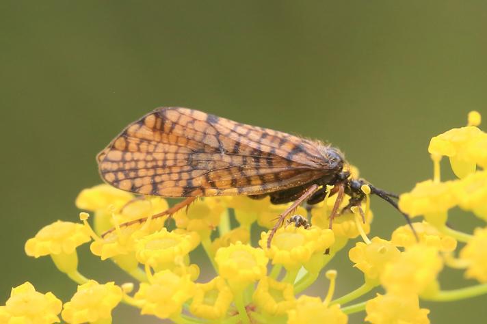 Hagenella clathrata