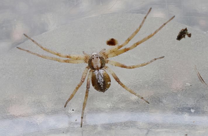 Philodromus collinus