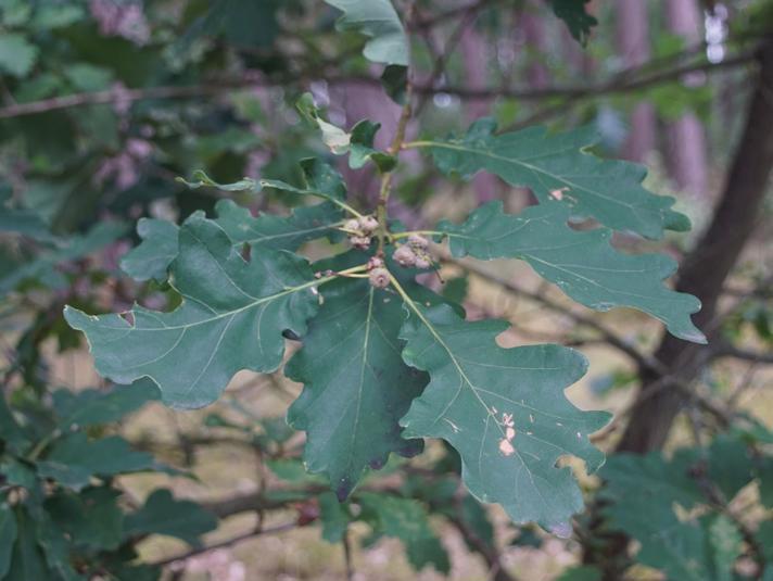 Quercus petraea x robur (Quercus petraea x robur)