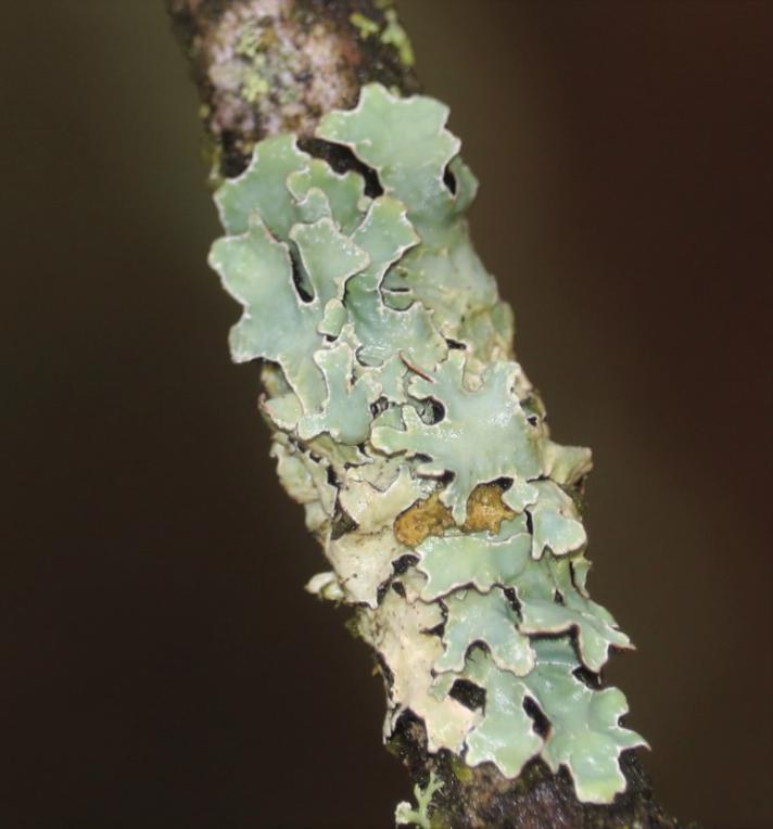 Rynket Skållav (Parmelia sulcata)