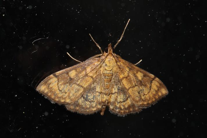 Anania verbascalis