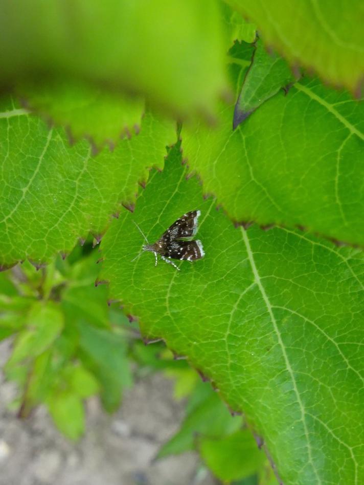 Prochoreutis sp.