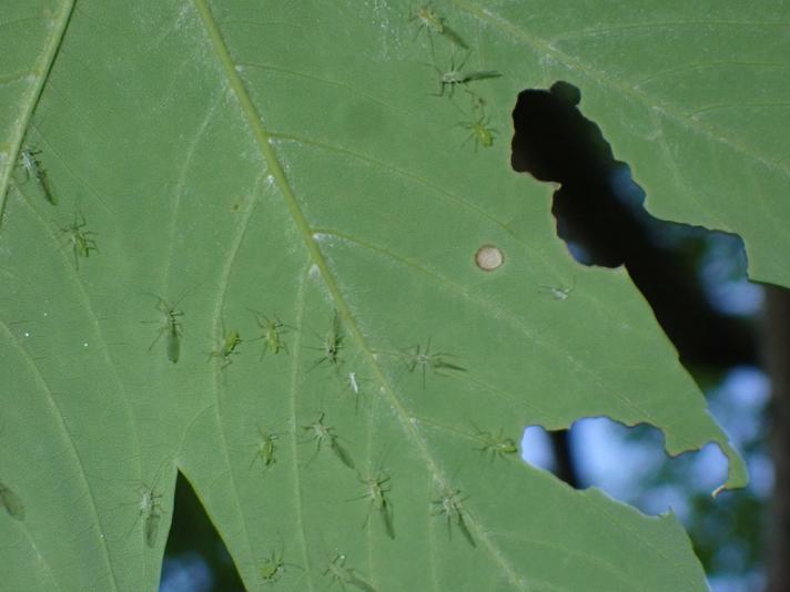 Stor Ahornbladlus (Drepanosiphum platanoidis)