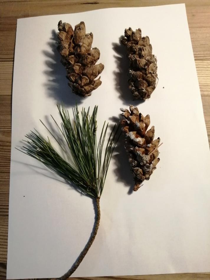 Silke-Fyr (Pinus peuce)
