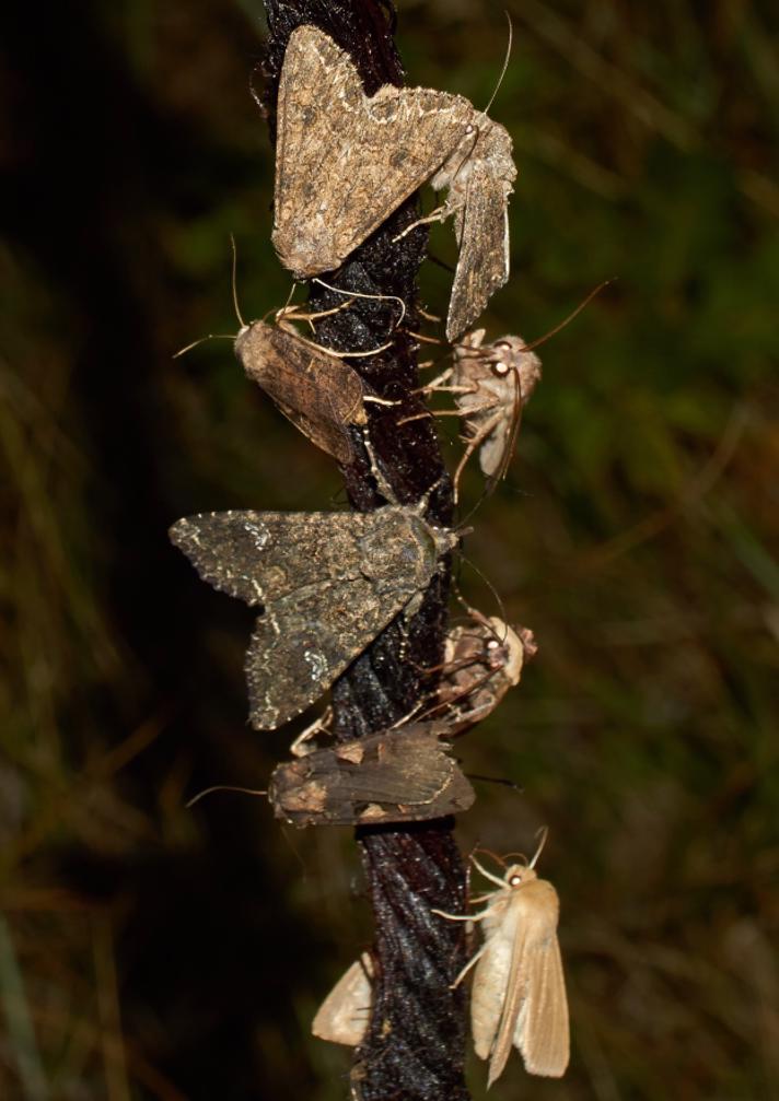 Kålugle (Mamestra brassicae)