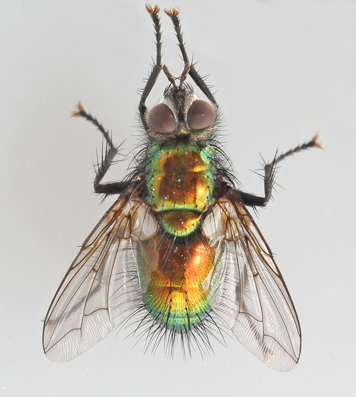 Grøn Snylteflue