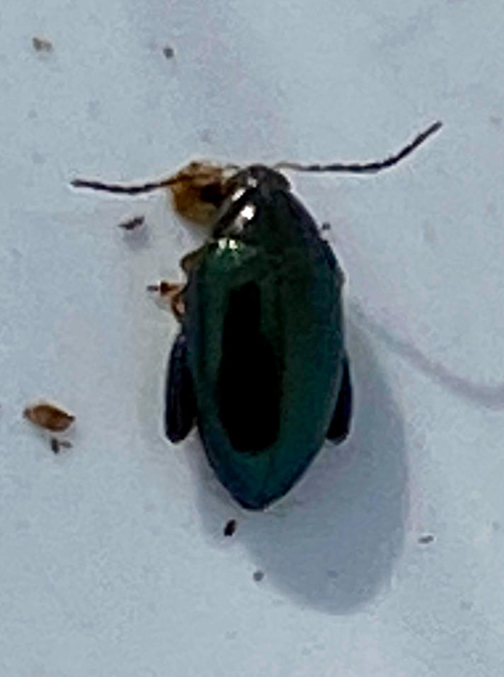 Psylliodes sp.