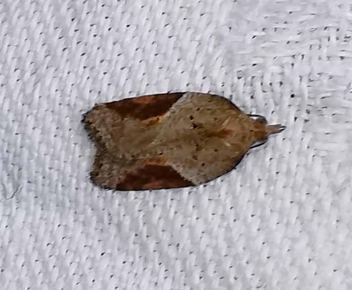 Acleris comariana/laterana