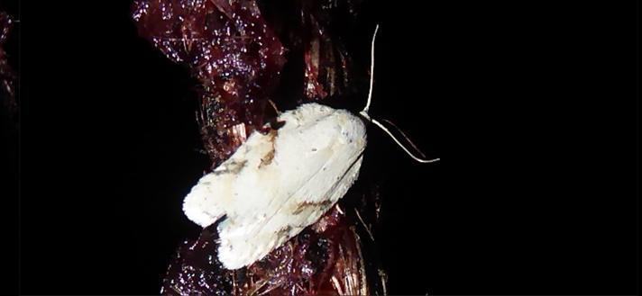 Acleris logiana