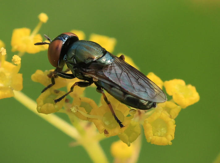 Orthonevra intermedia/stackelbergi