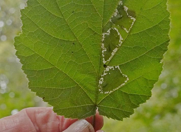 Phyllonorycter nicellii