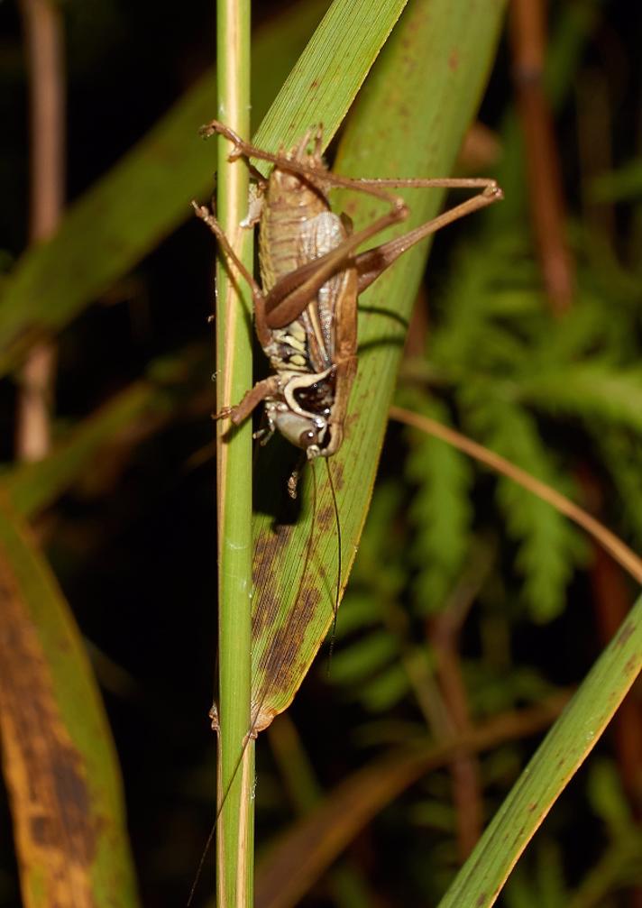 Cikadegræshoppe (Roeseliana roeseli)