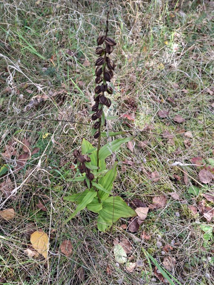 Skov-Hullæbe ssp. helleborine